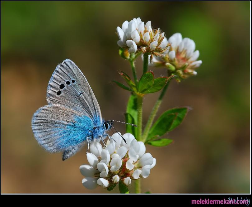 kelebek-resimleri2-2673.jpg
