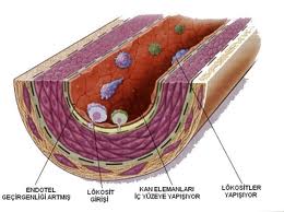 kolesterol-1d9.jpg