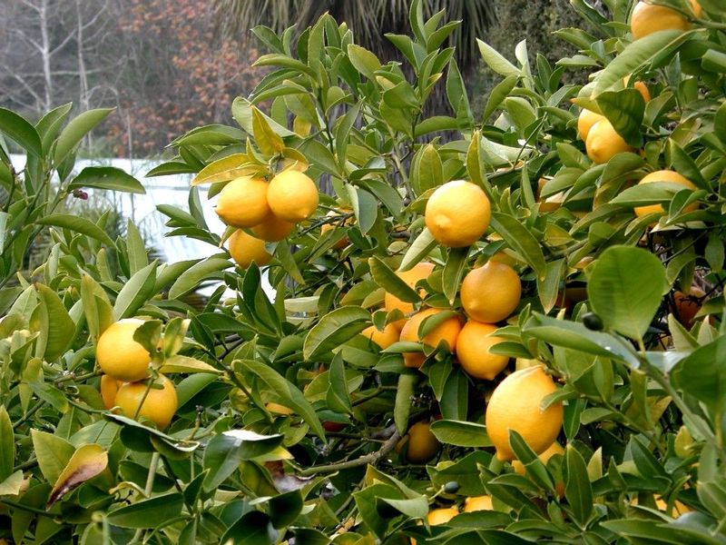limon-agaci-8900.jpg