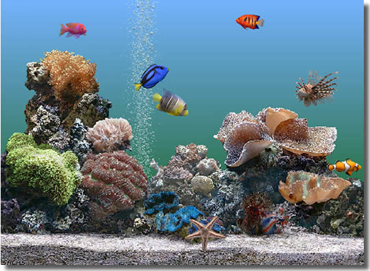 marine_aquarium_desktop_screen_savers-346-3374.jpg