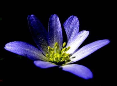 mavi_anemon-261.jpg