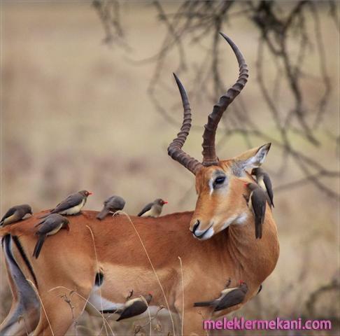 meleklermekani5-5814.jpg