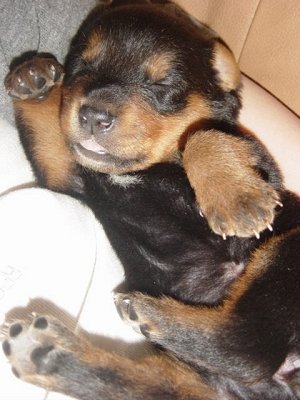 mixaustraliancattledogrottweiler6weekspup2-5387.jpg