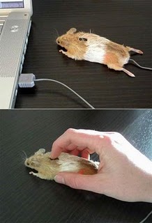 mouse-mouse-3248.jpg