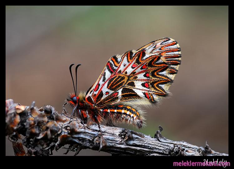 nakisli-kelebek-6441.jpg