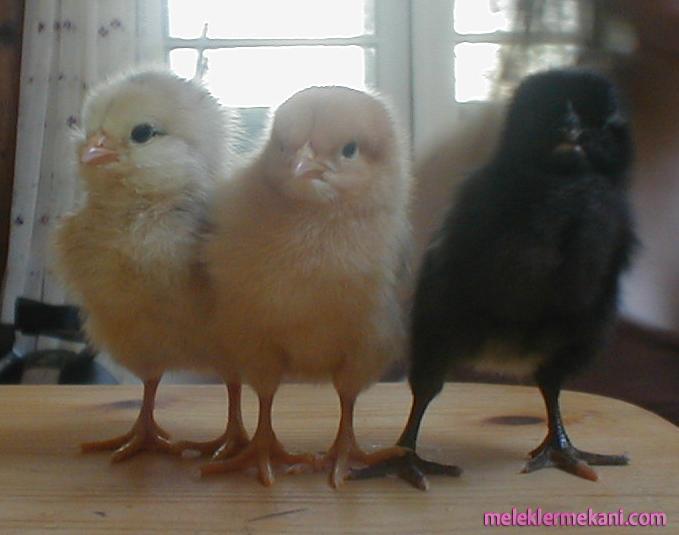 newbabychicks8dbyvladmabb9-5743.jpg