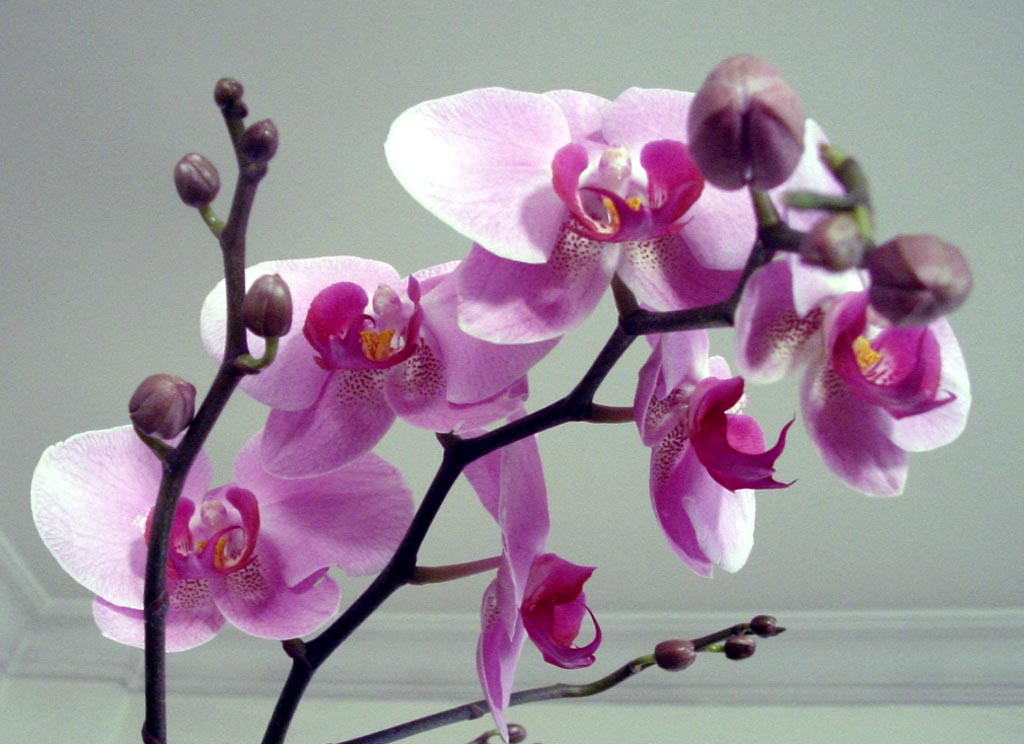 orkide-6a.jpg