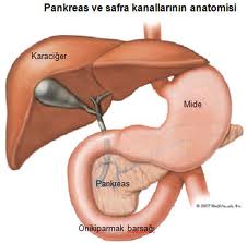 pankreas-9a.jpg
