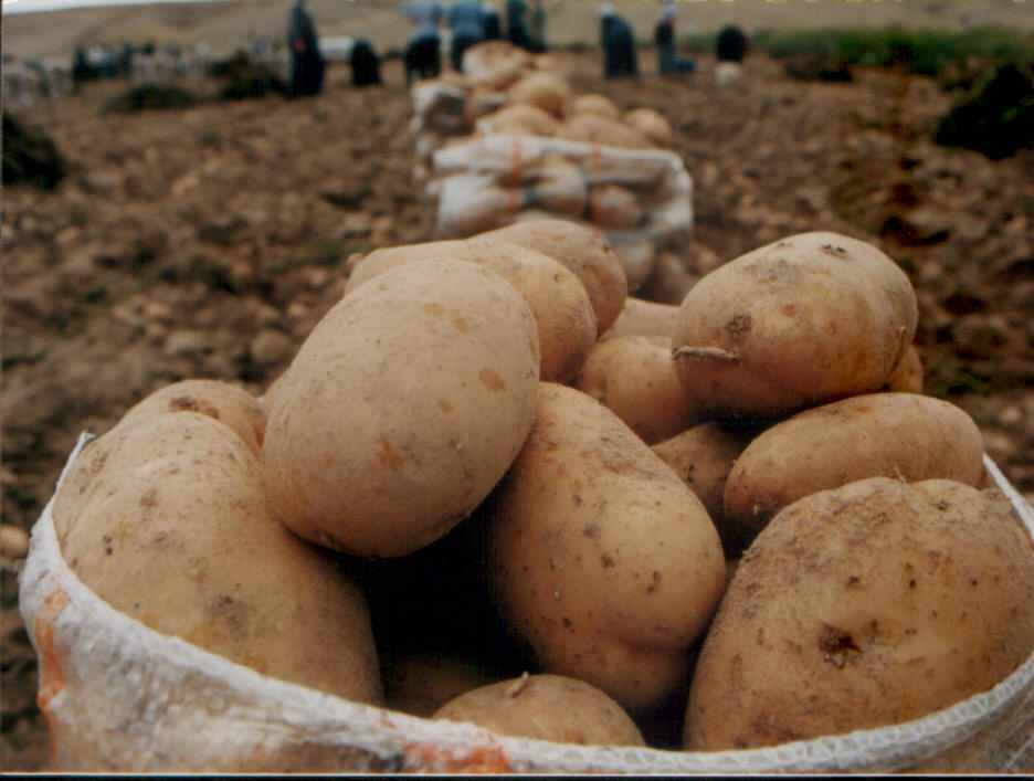patates-194.jpg