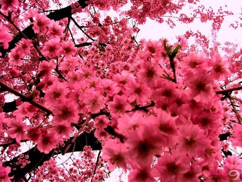 pink_flowers-5127.jpg