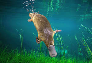 platypus-6313.jpg