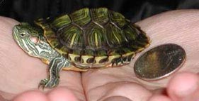 redearedslider4yx-cf.jpg