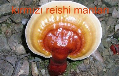 reishi_mantari_2-1bb.jpg