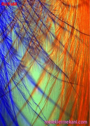 renkelerin-resimleri4-4850.jpg