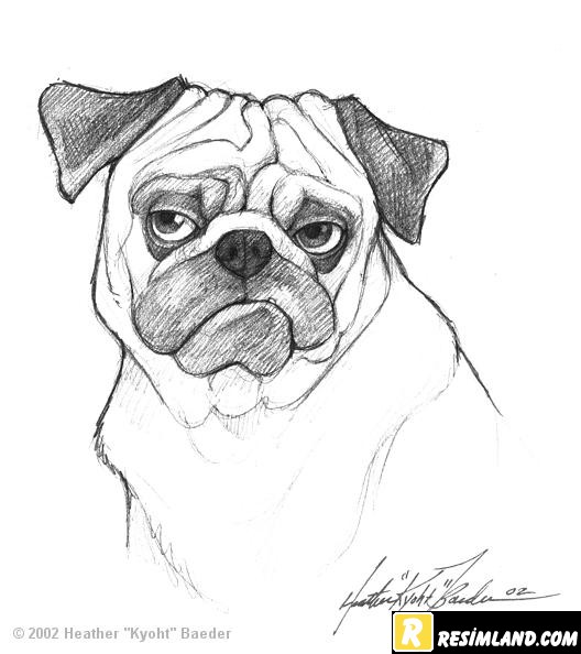 resimland-com-resimler-pugsy1-3509.jpg