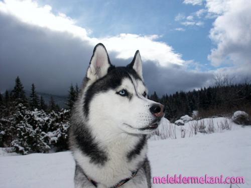 siberian-husky-5979.jpg