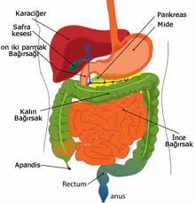 sindirim-288.jpg