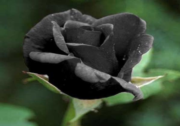 siyah_gul_resimleri_%20(5)-222.jpg