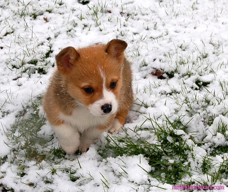 snowcorgipup2byinadreamat1-2428.jpg