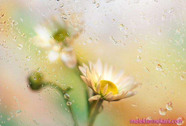 tendertouchofnature23-8046.jpg
