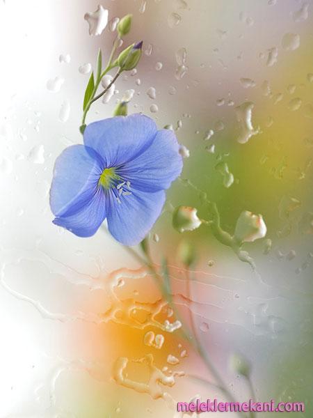 tendertouchofnature24-4184.jpg