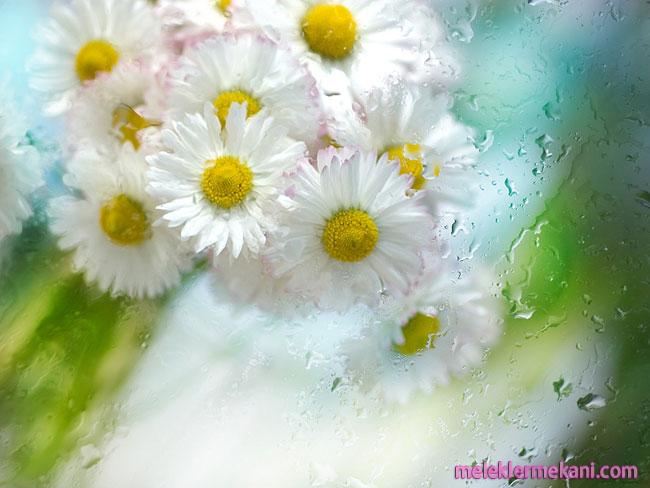 tendertouchofnature25-4158.jpg