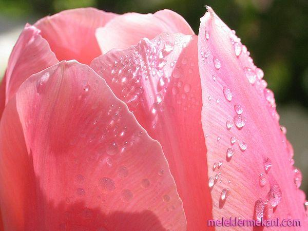 tulip_pink_zoom_drop_bg_xx-9898.jpg