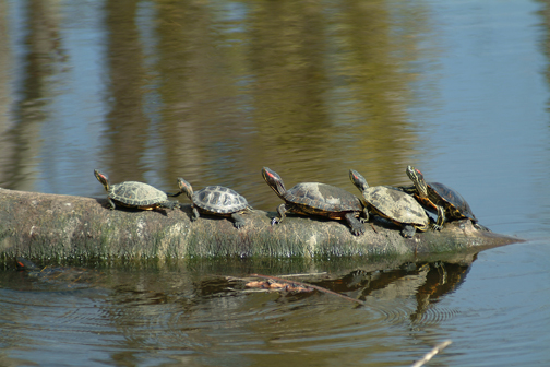 turtles352copy4td-f5.jpg
