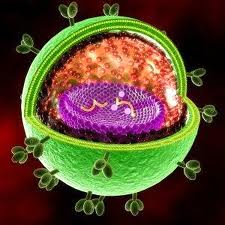virus-2c2.jpg