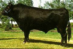 wagyu-f9.jpg