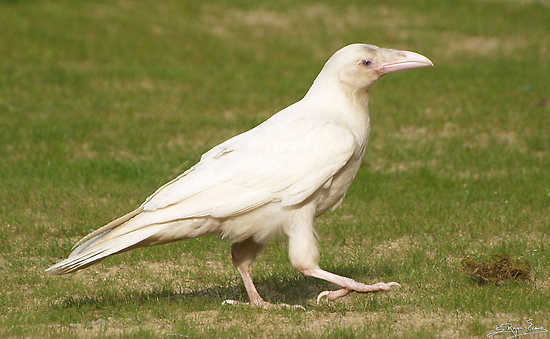 work_1877692_4_flat550x550075f_dare-to-be-different-rare-white-raven-3948.jpg