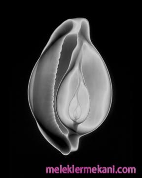 x_ray1-1790.jpg