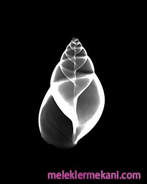x_ray6-4912.jpg