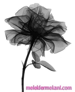 x_ray7-8299.jpg