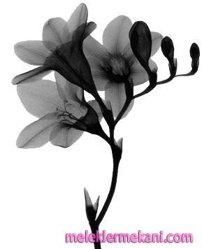 x_ray8-6728.jpg