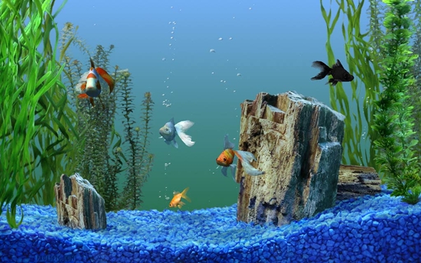 xpmce2005_aquarium-2590.jpg