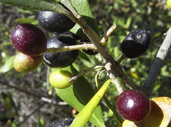 zeytin-2410.gif