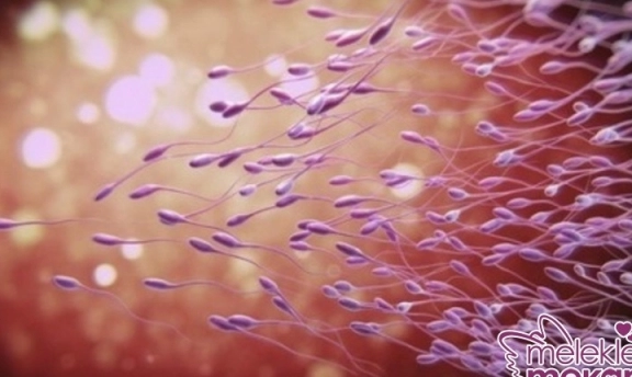 Sperm Artırıcı Keçiboynuzu Kürü Çok Etkili Doğalından