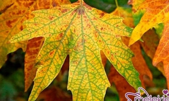 Çınar Yaprağı Kürü İle Kireçlenmeye Son