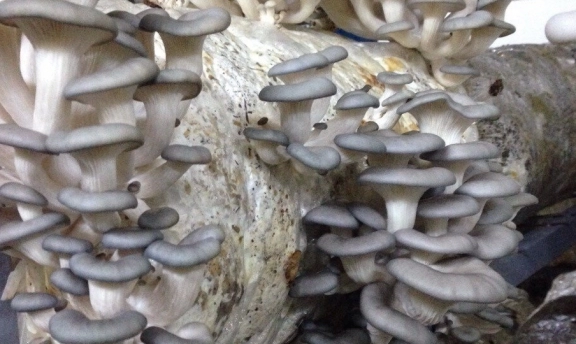 İstiridye Mantarı İşi İle Para Kazananlar? Yetiştirmek Kolay mı