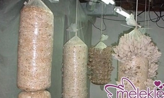 İstiridye Mantarı İşi İle Para Kazananlar? Yetiştirmek Kolay mı