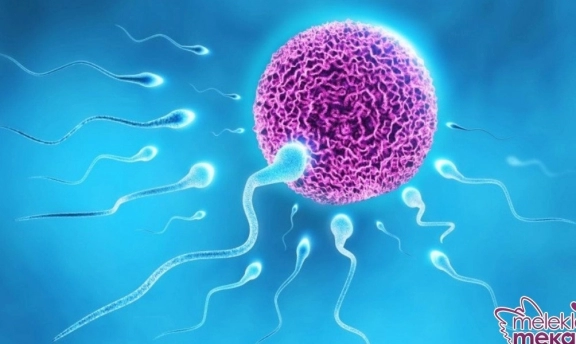 Eşimin Sperm Sayısı Az Hamile Kalamıyorum Konusu Üzerine Güzel Bir Yazı