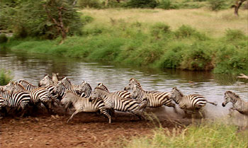 Zebra8NB_350x209.jpg