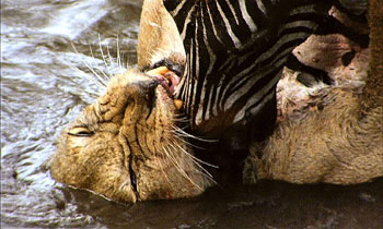 Zebra5NB_350x210.jpg