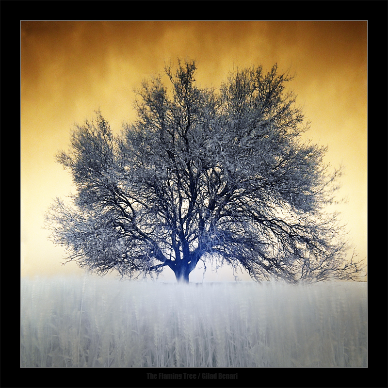 The_Flaming_Tree_by_gilad.jpg