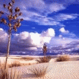 th_wwwmsnnedircom_msn_avatarlar10019.gif