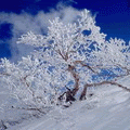 th_wwwmsnnedircom_msn_avatarlar10015.gif