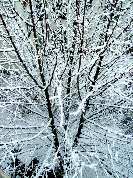 Schnee_2834.jpg