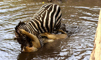 Zebra3NB_350x209.jpg