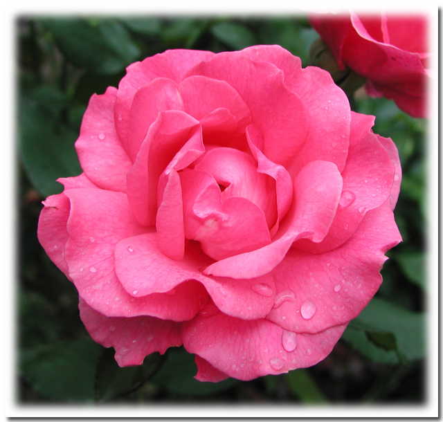rose_m.JPG